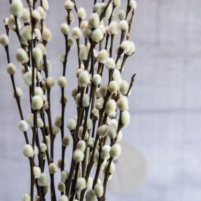 Dried Pussy Willow