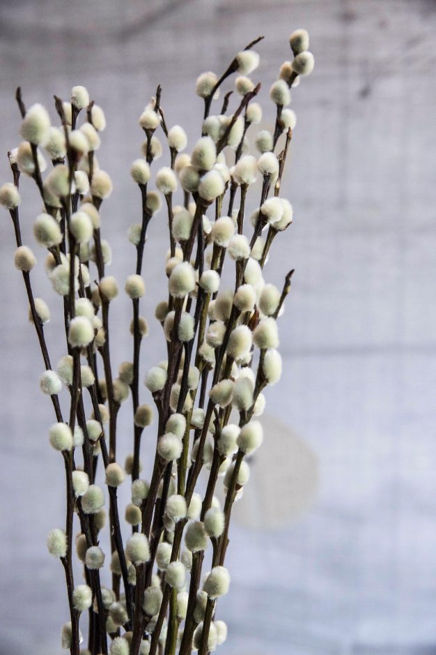 Dried Pussy Willow