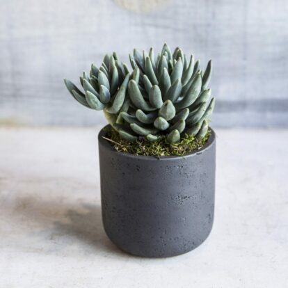 Succulent Pot Cement Medium