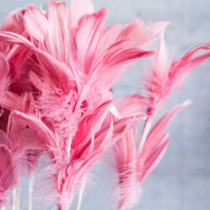 Pink Feathers