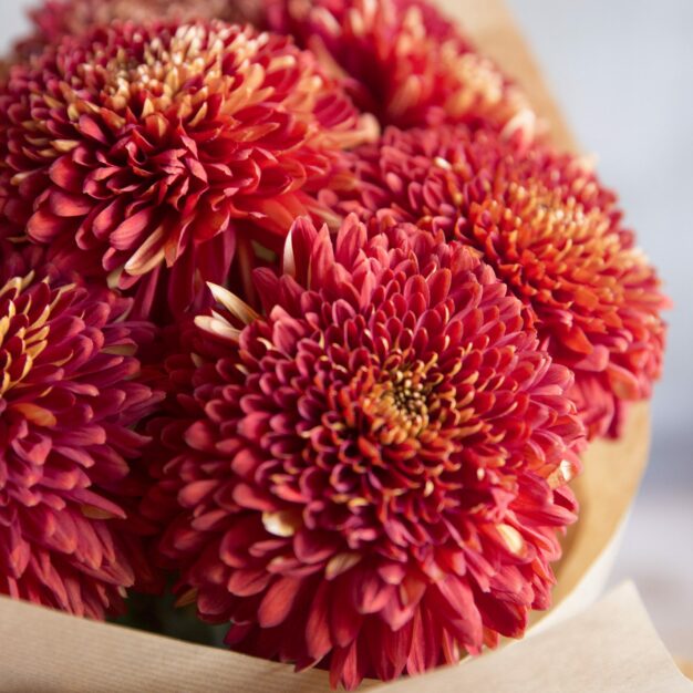Bunch of Mums Burgundy