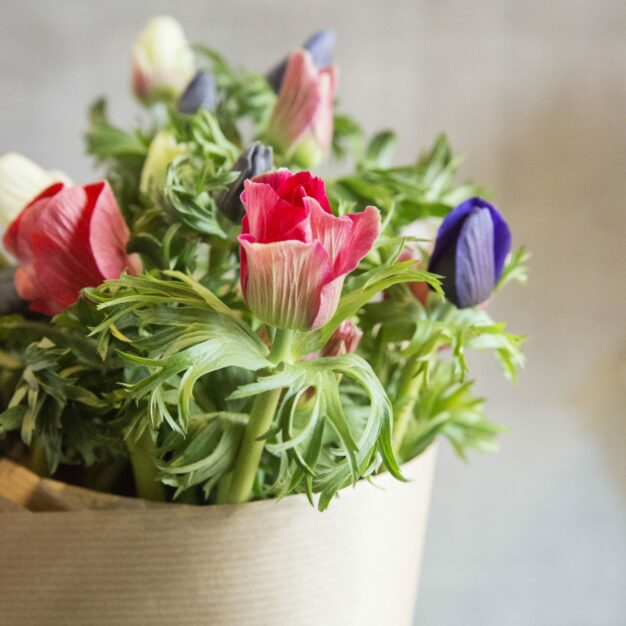 Bunch of Anemones