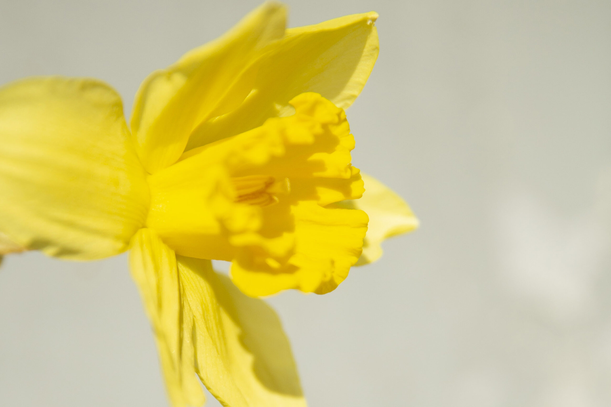 NATURE BLOOMS